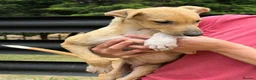Lurcher dogs for sale: Quality Lurcher pups  in Cwmbran - Advert 15