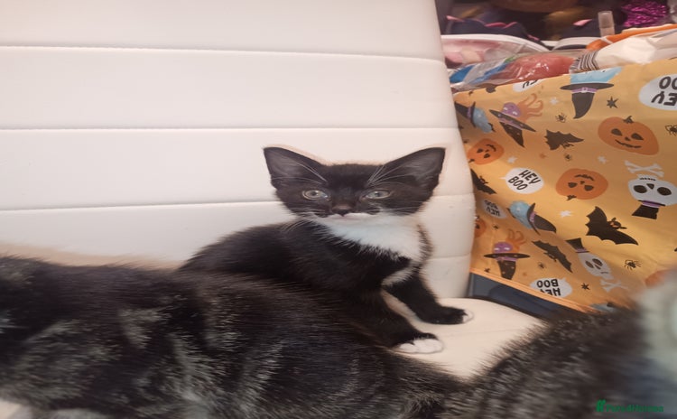 Mixed Breed cats - Advert 1