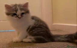 Mixed Breed cats for sale: Beautiful grey and white fluffy boys - Image 7