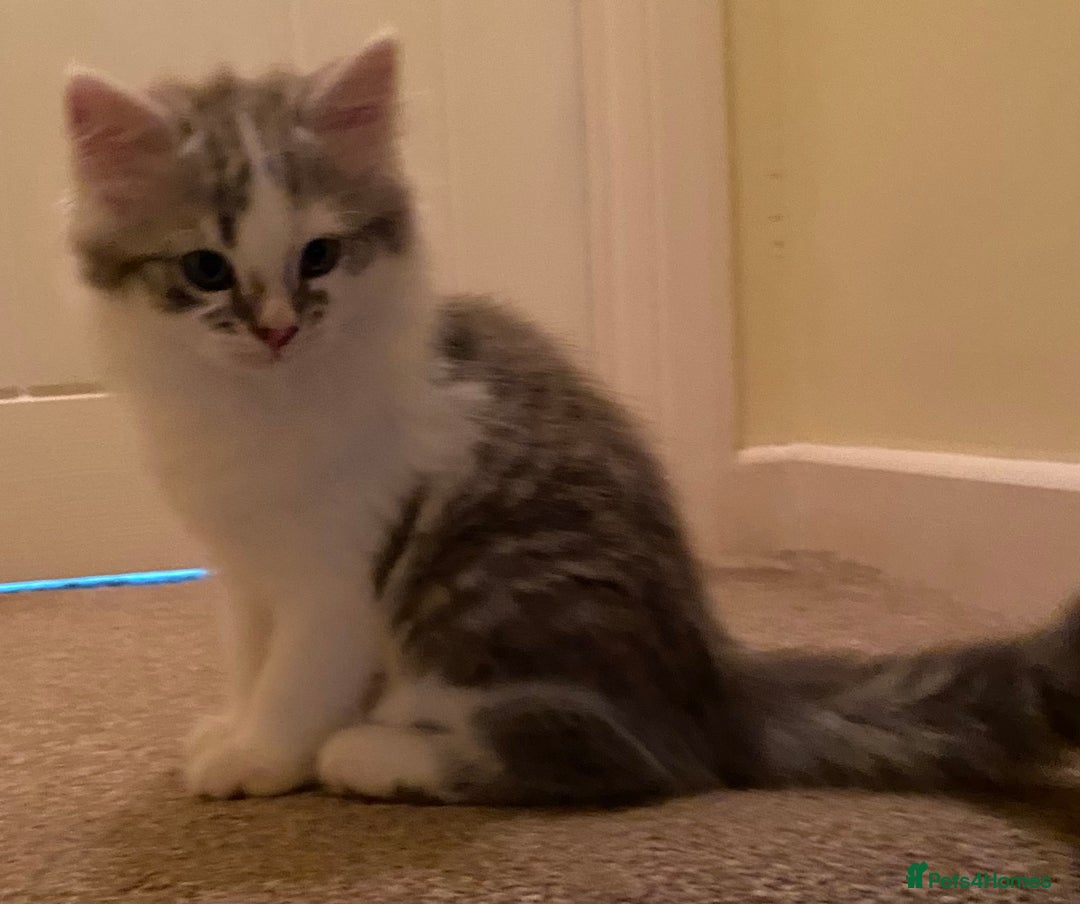 Mixed Breed cats for sale: Beautiful grey and white fluffy boys - Image 7
