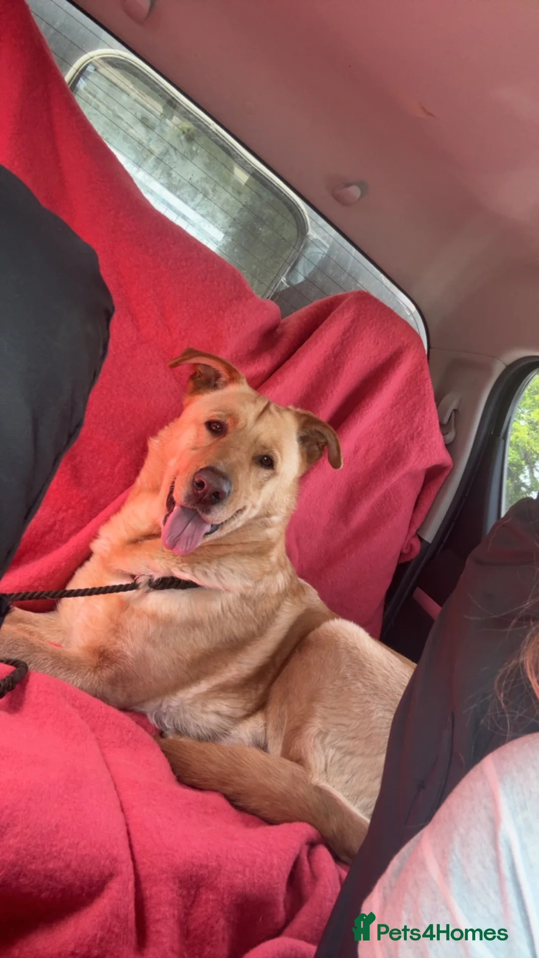 German Shepherd dogs for sale: German shepherd puppies.  in Leicester - Advert 2