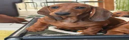 Dachshund dogs for sale: Beautiful standard Girl  - Advert 3