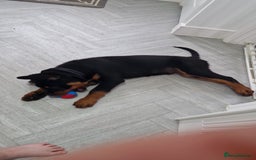 Rottweiler dogs for sale: Male Rottweiler  - Image 3