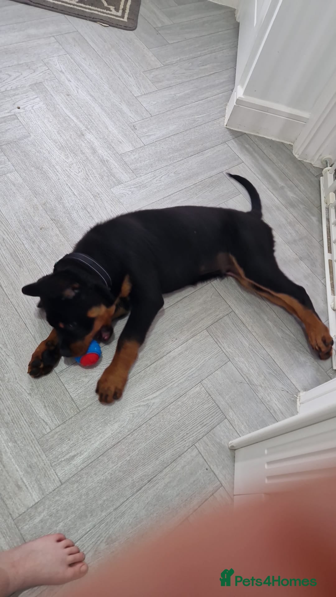 Rottweiler dogs for sale: Male Rottweiler  - Image 3