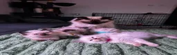 Ragdoll cats for sale: Ragdoll Kittens for Sale - Advert 15