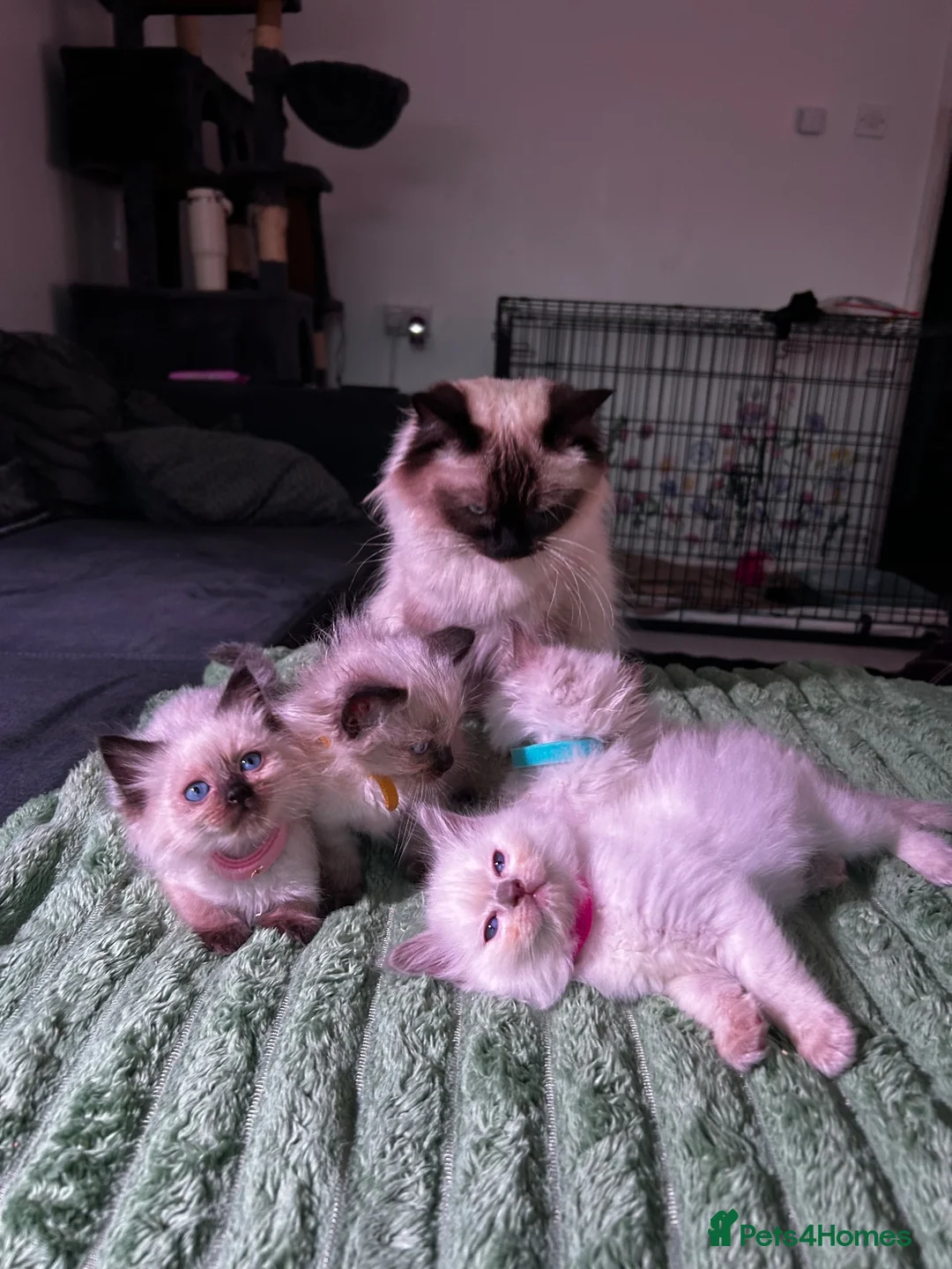 Ragdoll cats for sale: Ragdoll Kittens for Sale - Advert 15
