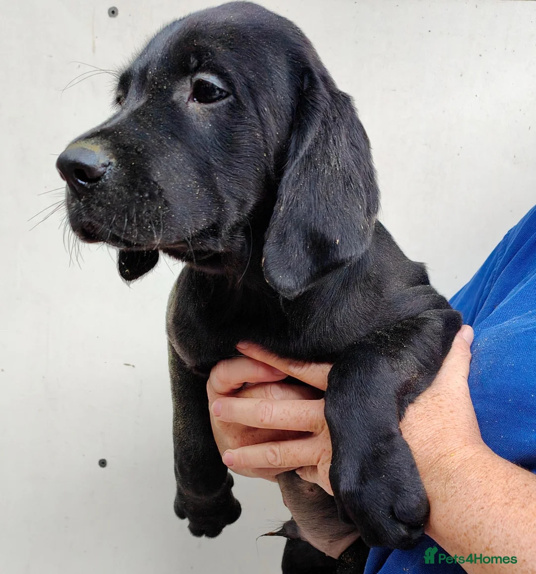 Springador dogs for sale: Lovely Springador Puppies Ready to leave now  - Advert 2