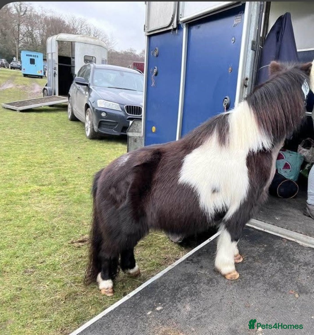 Shetland pony horses for sale: Miniature Shetland Pony. Ideal first pony. - Image 5
