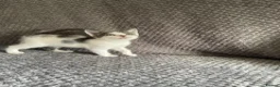 Domestic Shorthair cats for sale: Gorgeous Grey and White Kittens For Sale - Advert 12