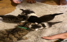 Mixed Breed cats for sale: READY NOW….Mainecoon cross Kittens (2 litters)  - Image 7