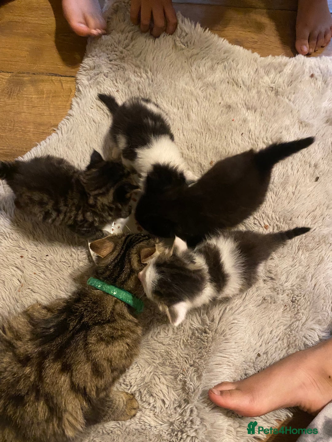 Mixed Breed cats for sale: READY NOW….Mainecoon cross Kittens (2 litters)  - Image 7