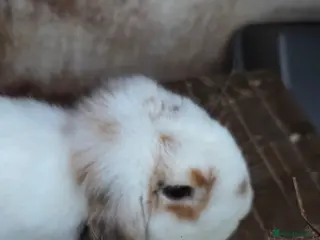 Mini Lop rabbits Mini lop ready now - Advert 16