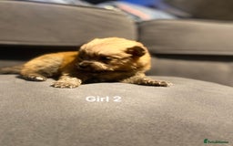 Pomeranian dogs for sale: Pomeranian pups available  - Image 18