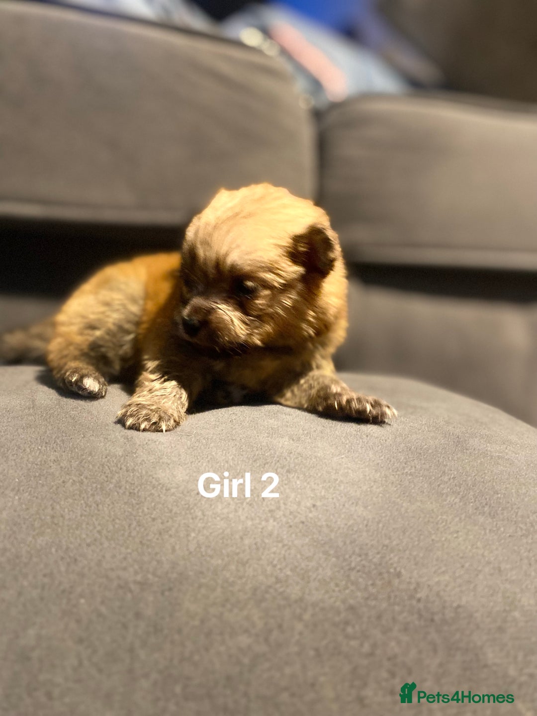 Pomeranian dogs for sale: Pomeranian pups available  - Image 18