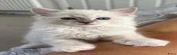 Ragdoll cats for sale: 3 Ragdoll kittens, two boys left - Advert 14
