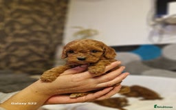 Cavapoo dogs for sale: Fox Red Cavapoo F1 Puppies  - Image 22