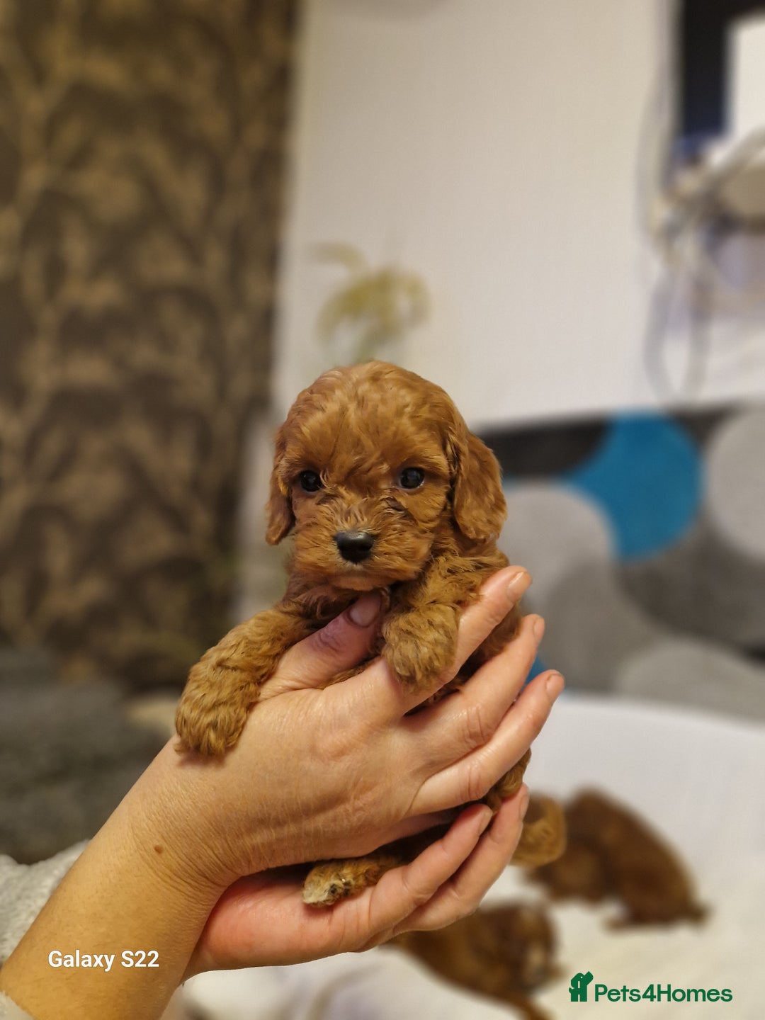 Cavapoo dogs for sale: Fox Red Cavapoo F1 Puppies  - Image 22