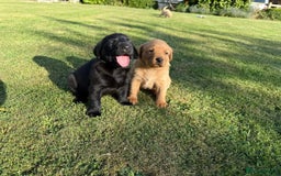 Labrador Retriever dogs for sale: One Beautiful Black Labrador Puppy Available - Image 8