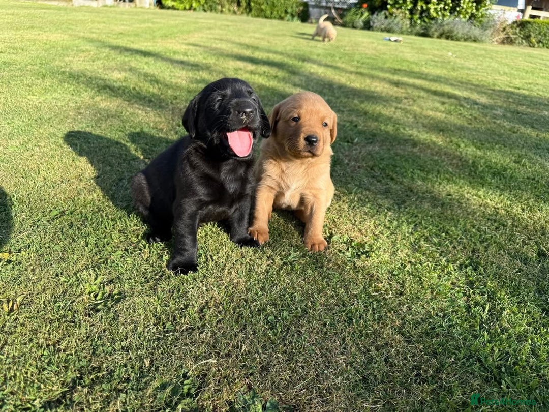 Labrador Retriever dogs for sale: One Beautiful Black Labrador Puppy Available - Image 8