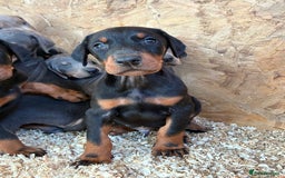 Dobermann dogs for sale: Beautiful puppy’s  - Image 12