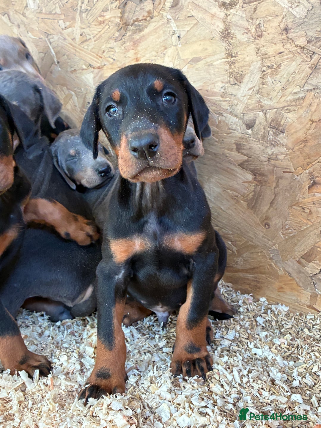 Dobermann dogs for sale: Beautiful puppy’s  - Image 12