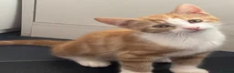 Mixed Breed cats for sale: 6 beautiful kittens  in Nottingham - Advert 14