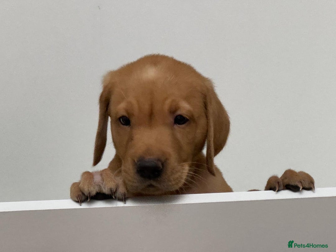 Labrador Retriever dogs for sale: 3x chunky Labradors for sale  - Advert 11