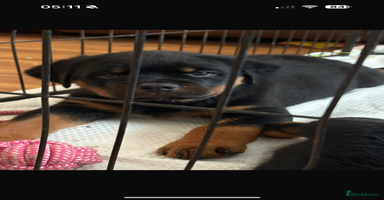 Rottweiler dogs - Advert 13