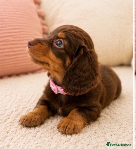 Miniature Dachshund dogs 5* licensed KC long haired miniature Dachshunds  - Advert 2