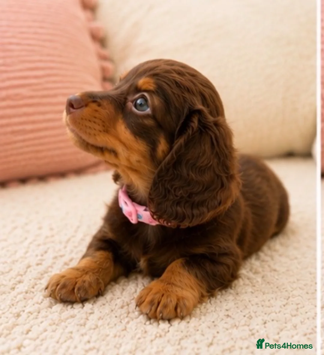 Miniature Dachshund dogs for sale: 5* licensed KC long haired miniature Dachshunds  - Advert 2