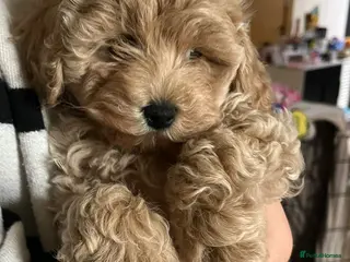 Maltipoo dogs Maltipoo/mini toy poodle - Advert 9