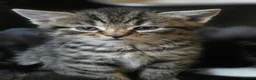 Mixed Breed cats for sale: 3 kittens mixed breed - Advert 8
