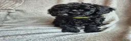 Miniature Poodle dogs for sale: Ready now! Only 2 girls left  - Advert 18