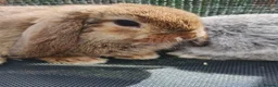 Mini Lop rabbits for sale: Pure mini lop Bunny ready from 12/06 - Advert 5