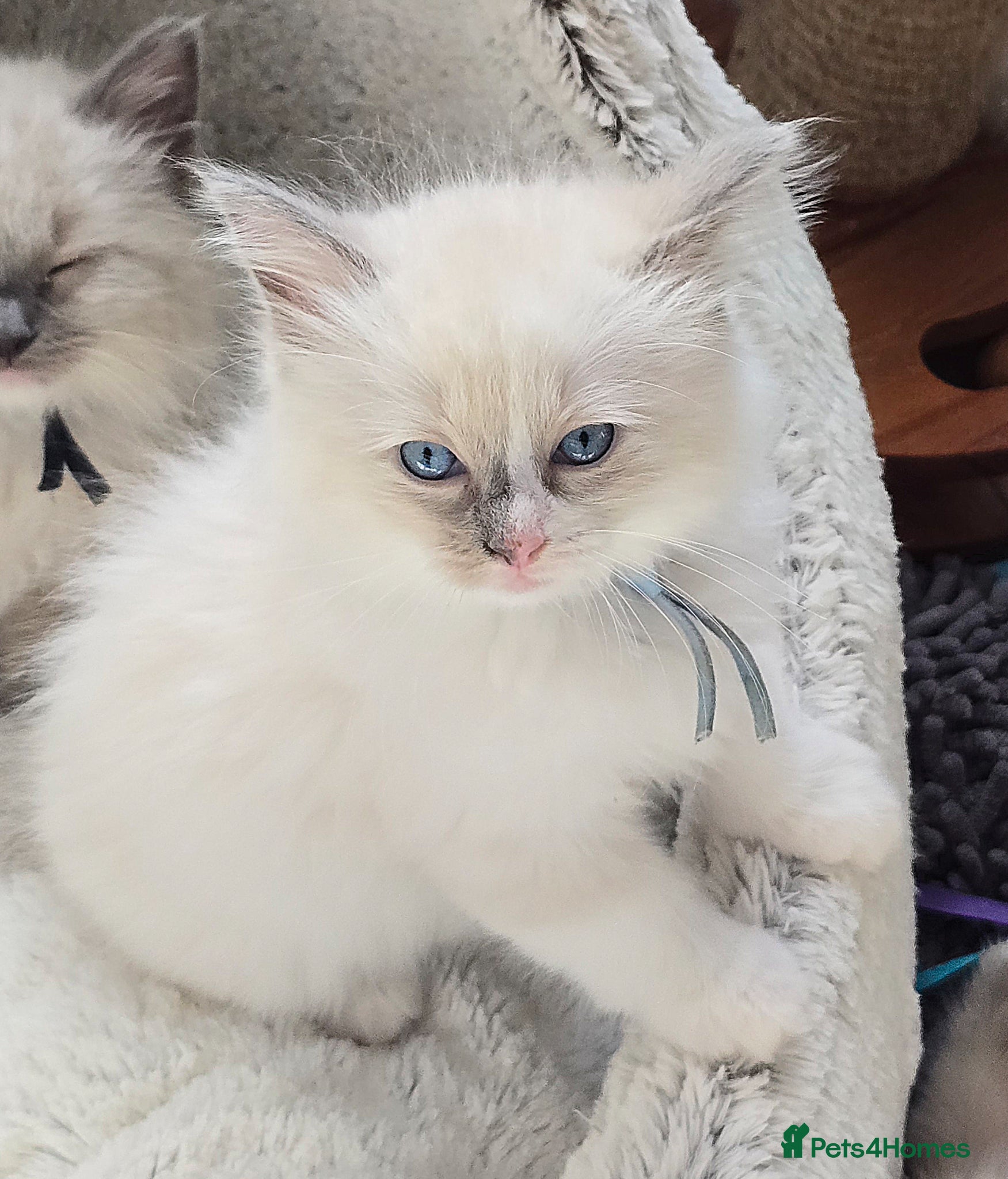 Ragdoll cats Stunning Blue–Ragdoll Kittens for Sale ✨ - Advert 5