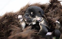 Japanese Shiba Inu dogs for sale: 	“Shiba Inu Puppies – Champion Pedigree, DNA Clear - Advert 33