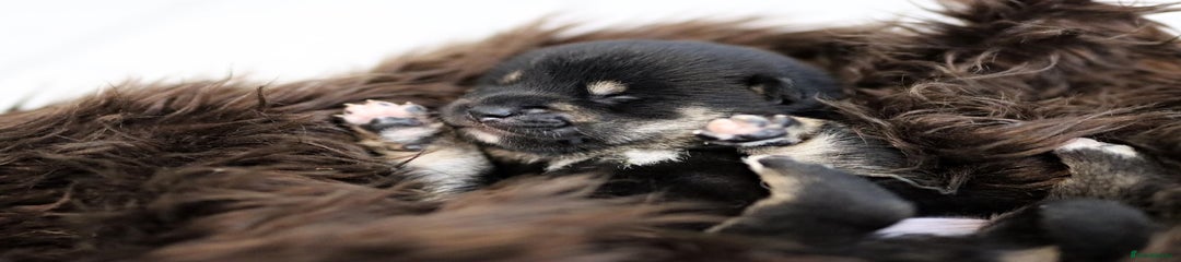 Japanese Shiba Inu Puppy 1