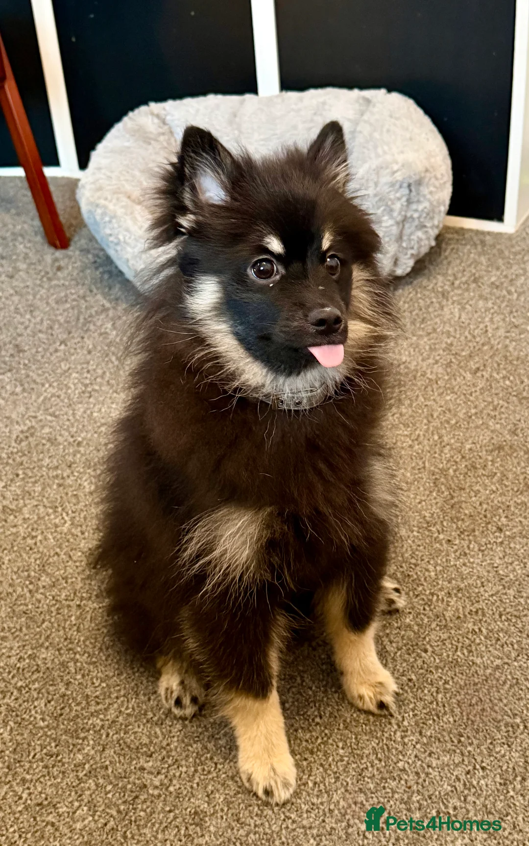 Pomeranian dogs for sale: Sweet Pomeranian girl  - Advert 2