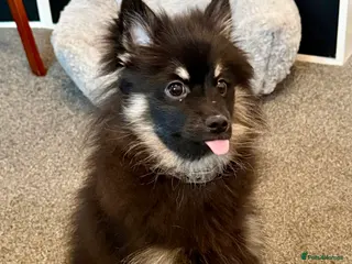 Pomeranian dogs Sweet Pomeranian girl - Advert 4