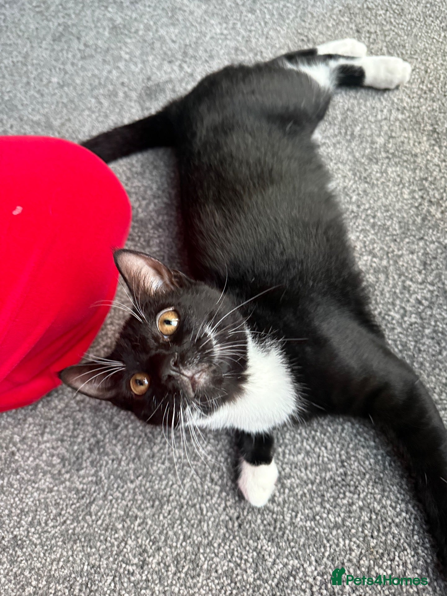 Mixed Breed cats 2 loving kitten to rehome 🐾  - Advert 1
