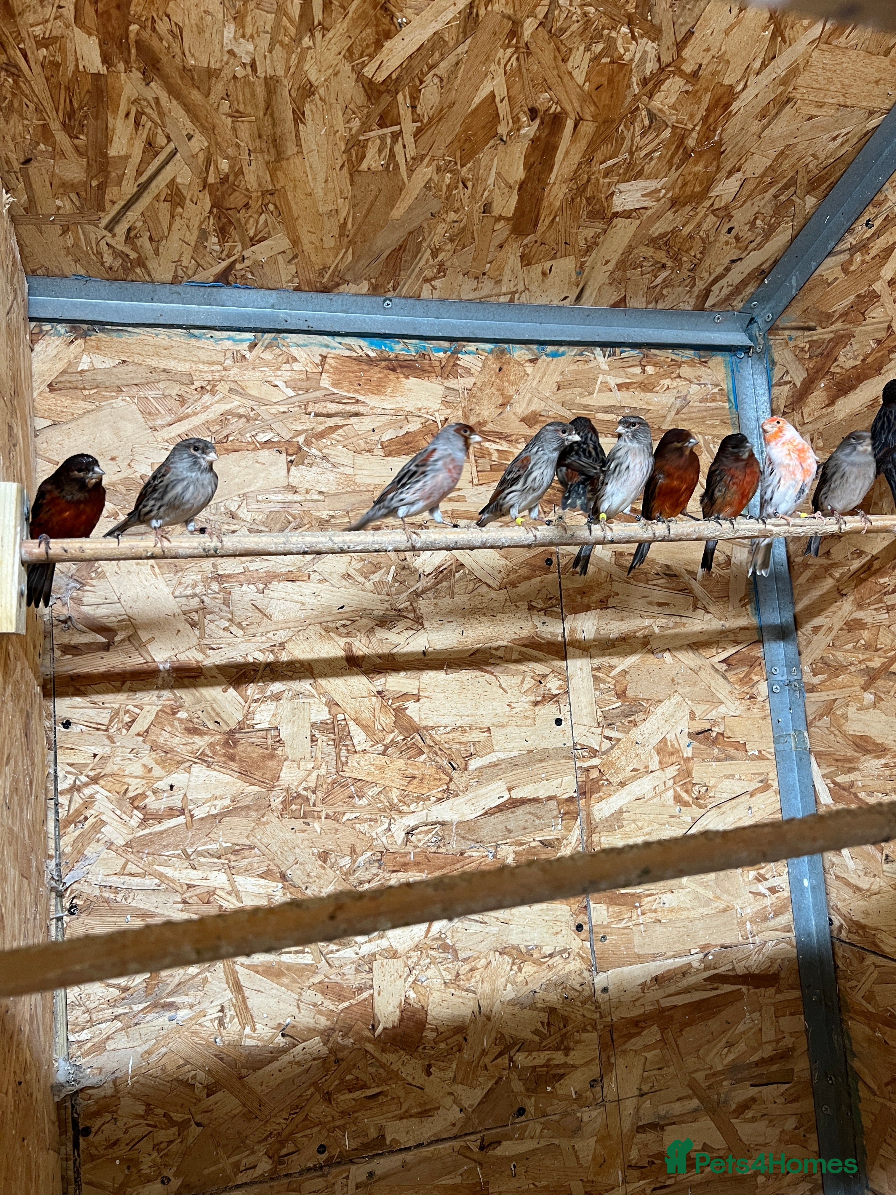 Canaries birds Canaries for sale - Advert 1