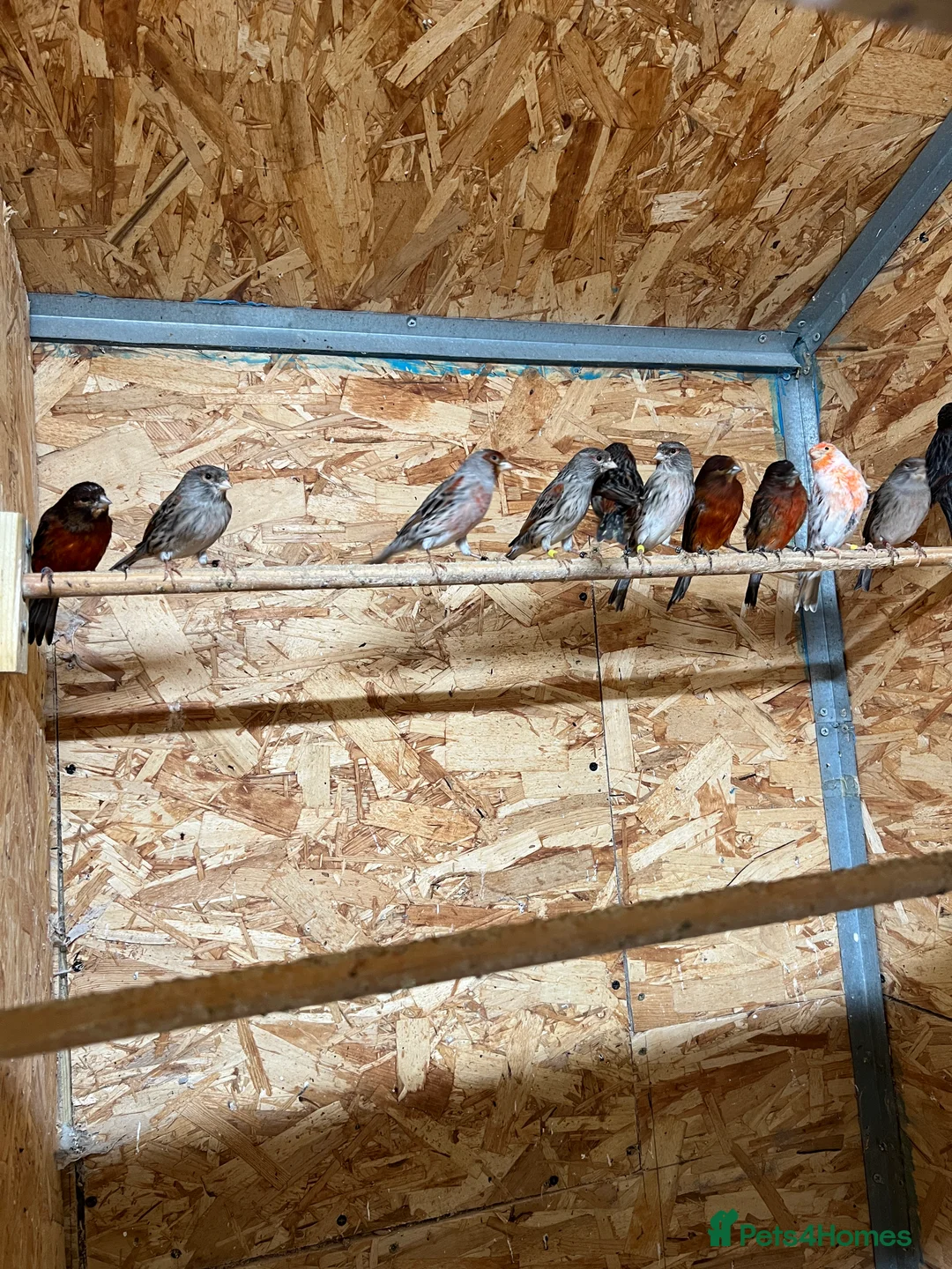 Canaries birds for sale: Canaries for sale - Advert 1