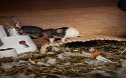 Rat rodents for sale: 3 female rats  - Image 1
