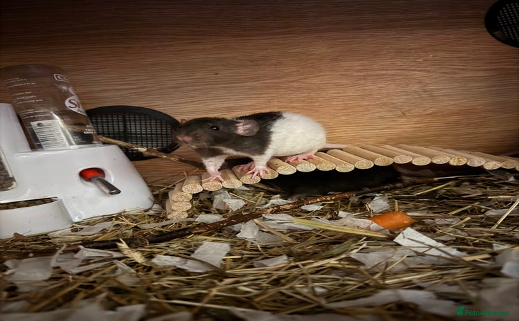 Rat rodents - Advert 4