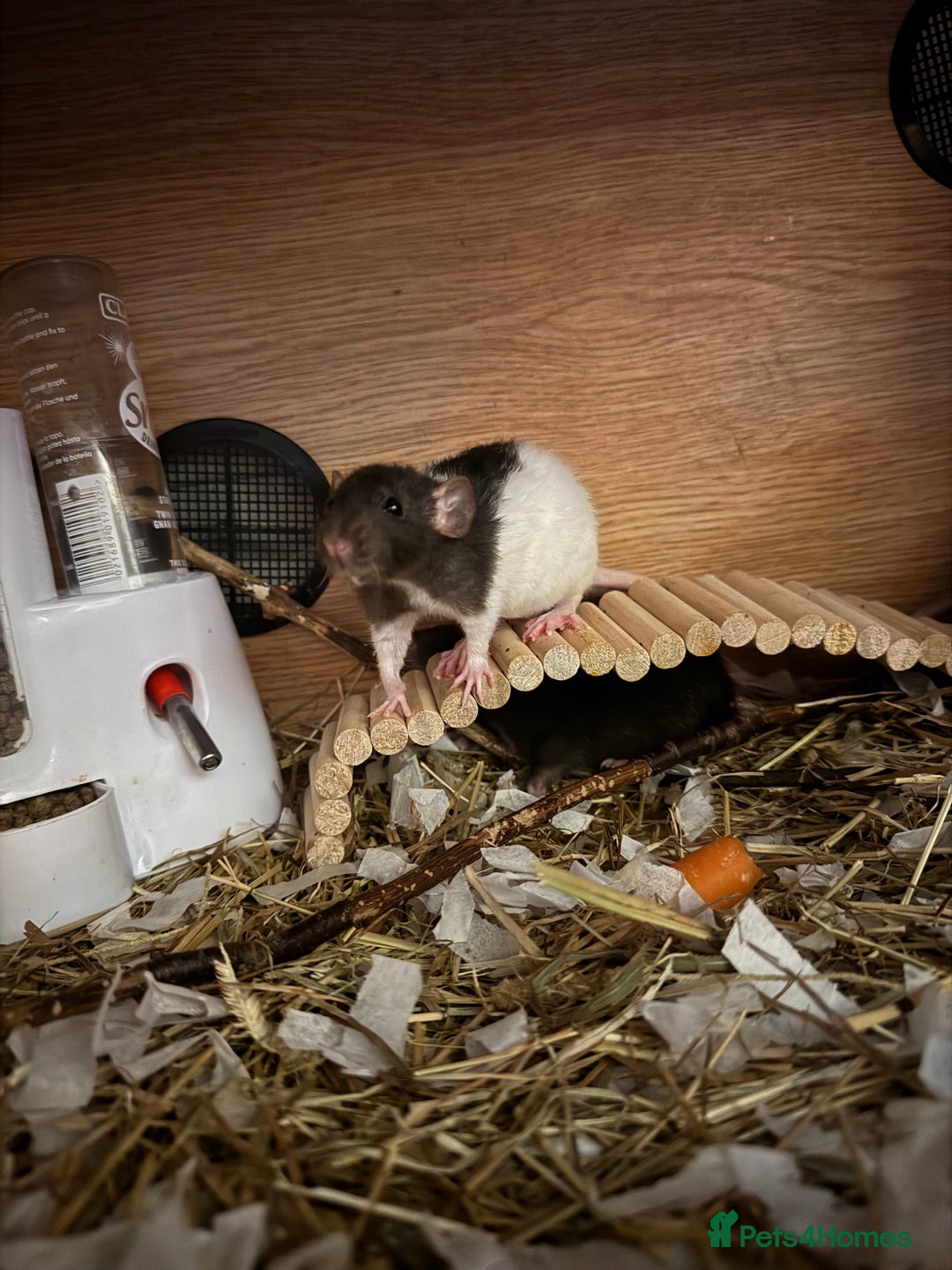 Rat rodents for sale: 3 female rats  - Image 1