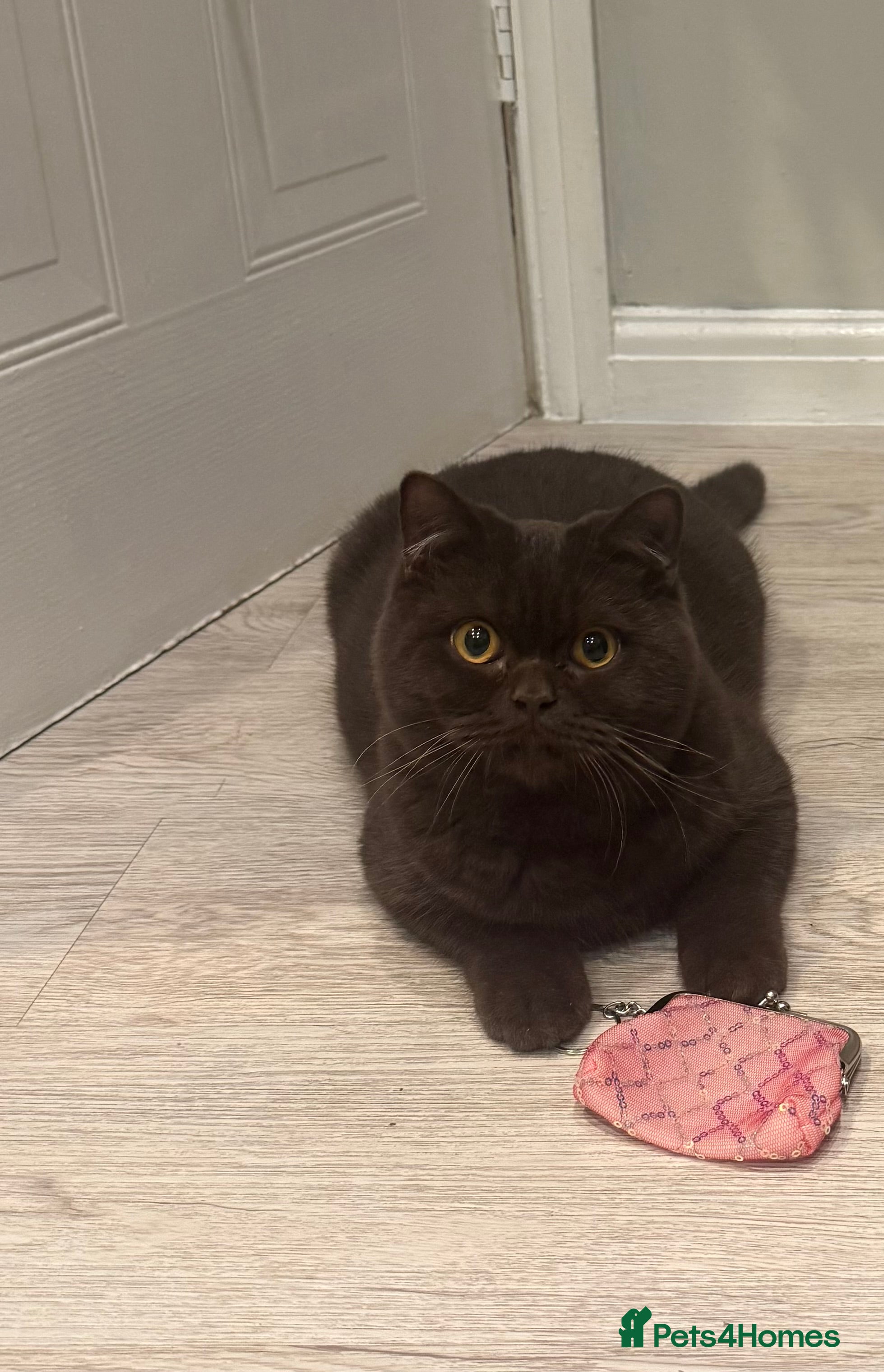 British Shorthair cats Chocolate male kitten AVAILABLE  - Advert 7