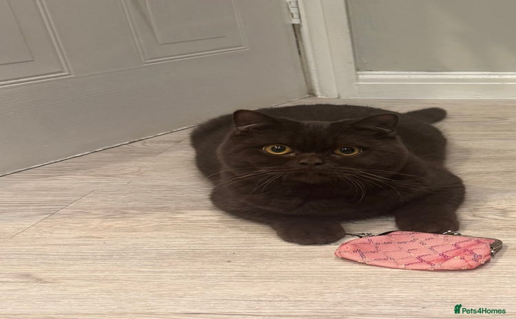 British Shorthair cats Chocolate male kitten  - Advert 1