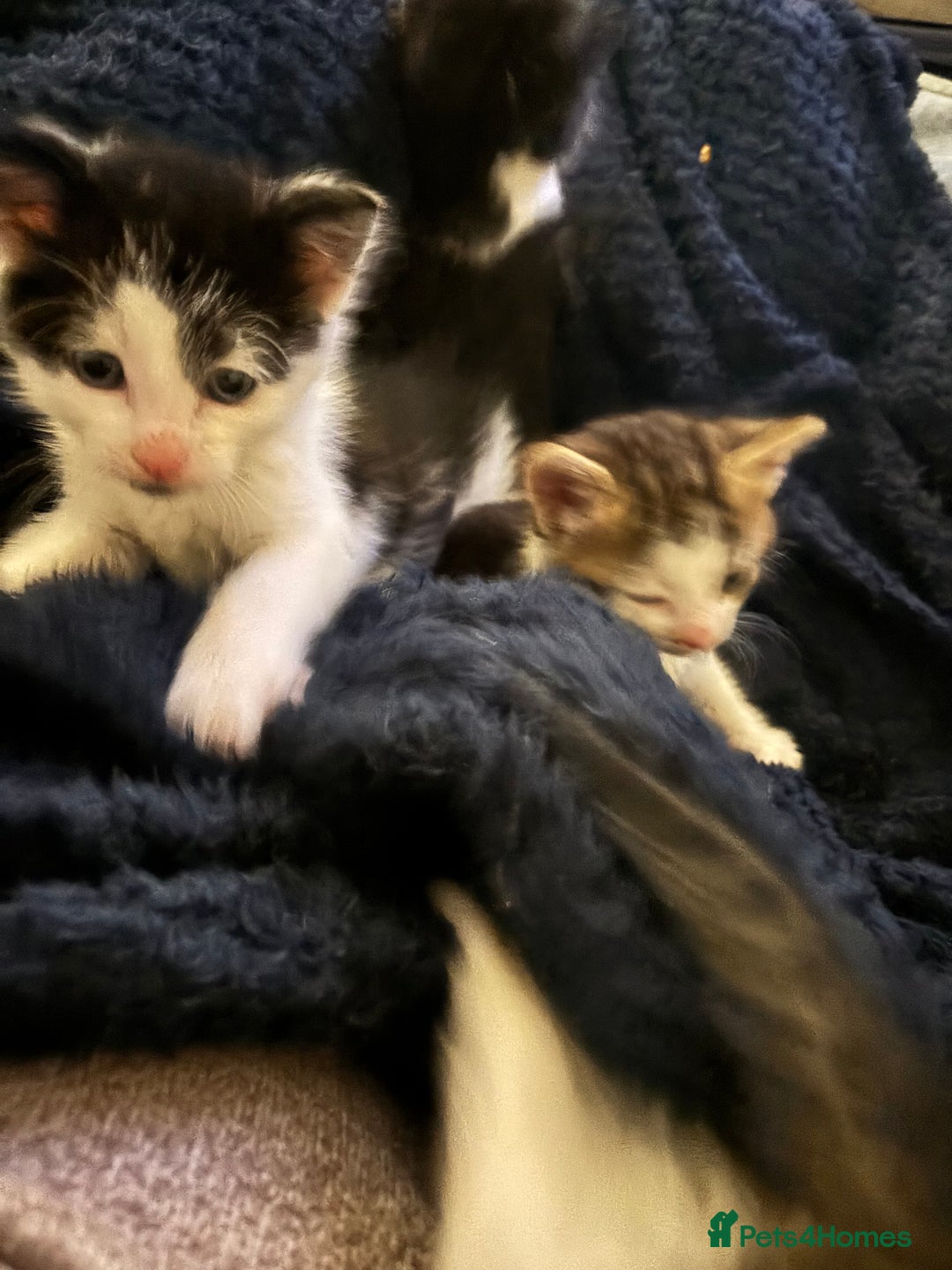 British Shorthair cats for sale: Four hand reared kittens Please read the info - Advert 10