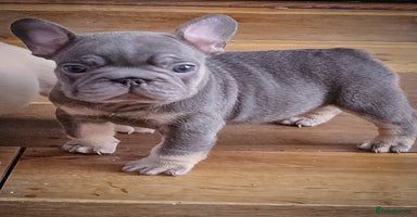 French Bulldog dogs - Advert 2
