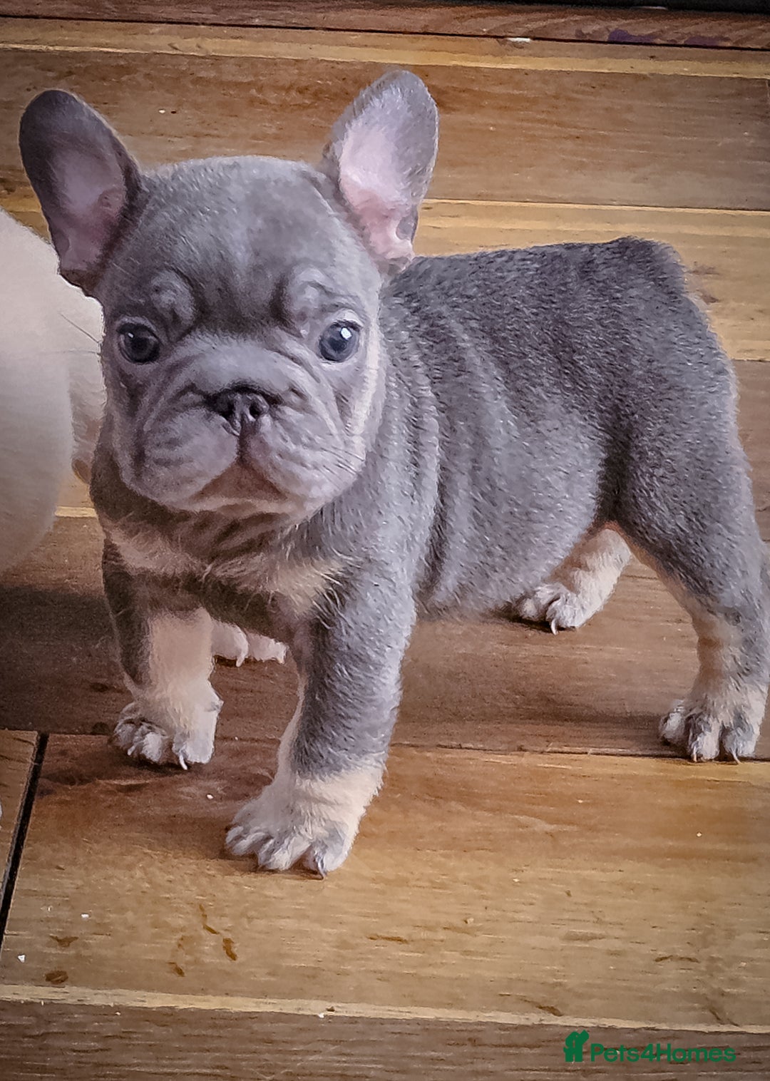 French Bulldog dogs for sale: Top Notch French Bulldog puppies  - Image 2